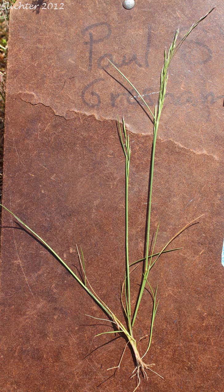 North Africa Grass, Ventenata, Voodoo Grass: Ventenata dubia (Synonyms: Avena dubia, Ventenata avenacea)