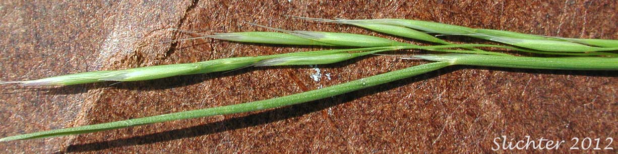 A close-up of the inflorescence of North Africa Grass, Ventenata, Voodoo Grass: Ventenata dubia (Synonyms: Avena dubia, Ventenata avenacea)