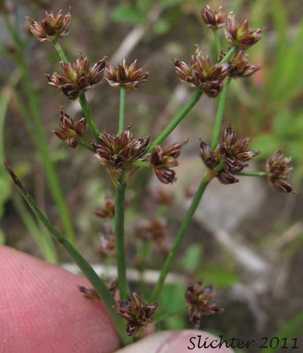 Inflorescence of Jointed Rush, Jointleaf Rush, Joint-leaf Rush, Joint-leaved Rush: Juncus articulatus ssp. articulatus (Synonyms: Juncus articulatus var. obtusatus, Juncus articulatus var. stolonifer, Juncus lampocarpus, Luzula hyperborea)
