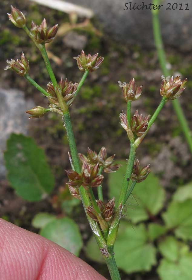 Close-up of the inflorescence of Jointed Rush, Jointleaf Rush, Joint-leaf Rush, Joint-leaved Rush: Juncus articulatus ssp. articulatus (Synonyms: Juncus articulatus var. obtusatus, Juncus articulatus var. stolonifer, Juncus lampocarpus, Luzula hyperborea)