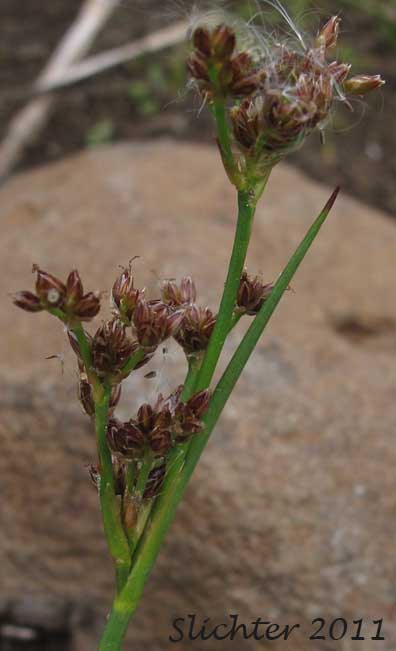 Close-up of the inflorescence of Jointed Rush, Jointleaf Rush, Joint-leaf Rush, Joint-leaved Rush: Juncus articulatus ssp. articulatus (Synonyms: Juncus articulatus var. obtusatus, Juncus articulatus var. stolonifer, Juncus lampocarpus, Luzula hyperborea)