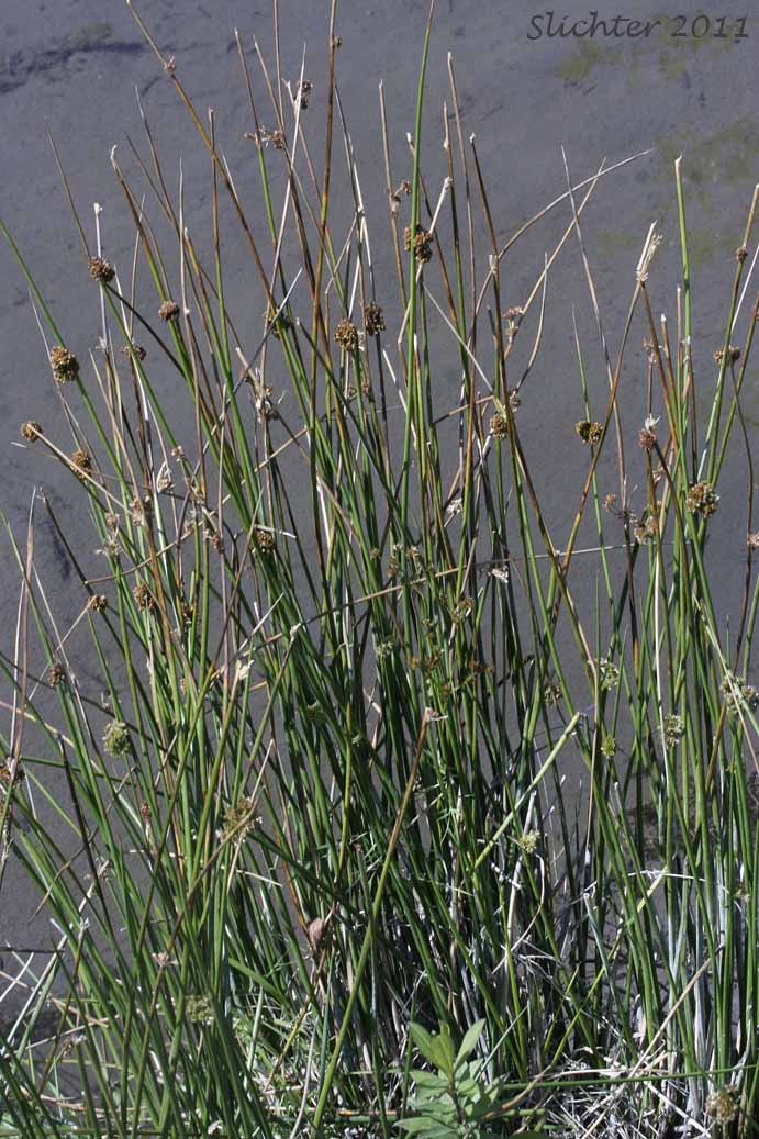 Common Rush, Pasture Rush, Soft Rush: Juncus effusus ssp. effusus (Synonyms: Juncus effusus var. compactus, Juncus effusus var. effusus, Juncus effusus var. subglomeratus)