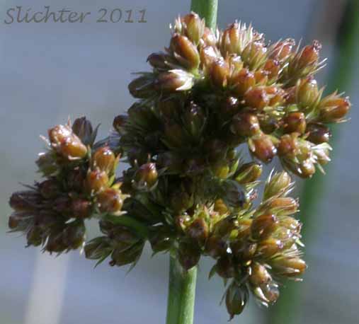 Compact inflorescence of Common Rush, Pasture Rush, Soft Rush: Juncus effusus ssp. effusus (Synonyms: Juncus effusus var. compactus, Juncus effusus var. effusus, Juncus effusus var. subglomeratus)
