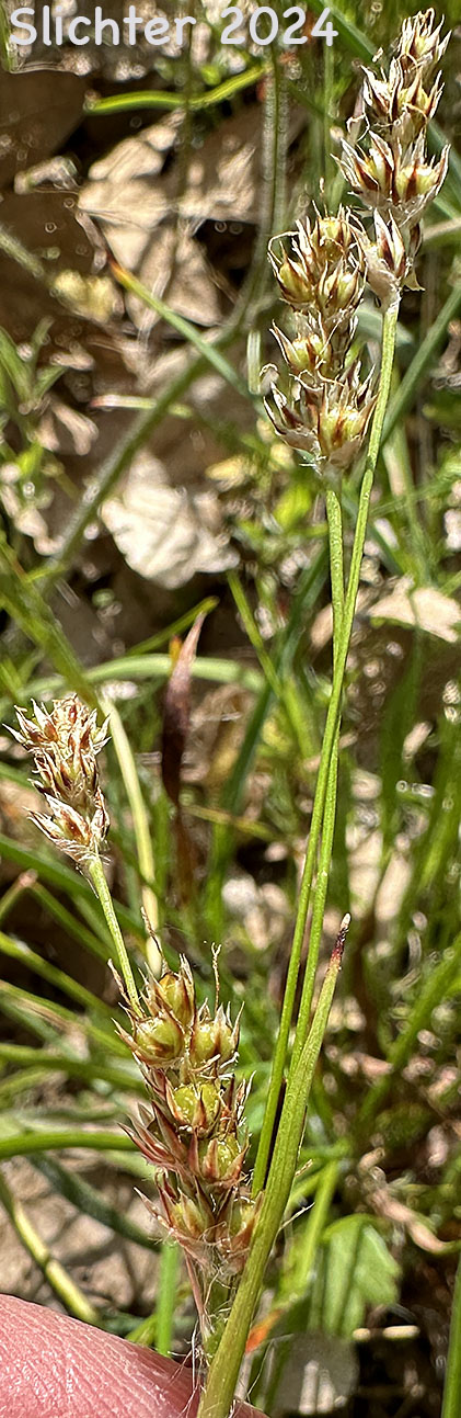 Pacific Woodrush: Luzula comosa var. laxa