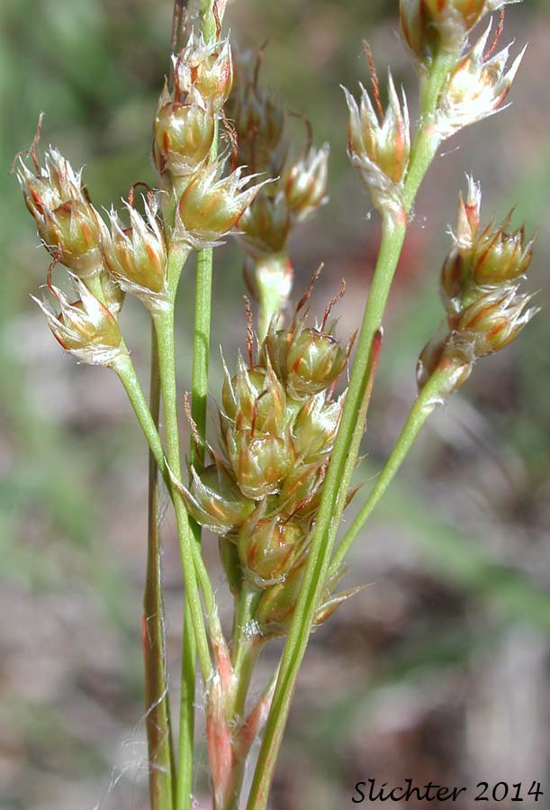 Inflorescence of Pacific Woodrush: Luzula comosa var. laxa