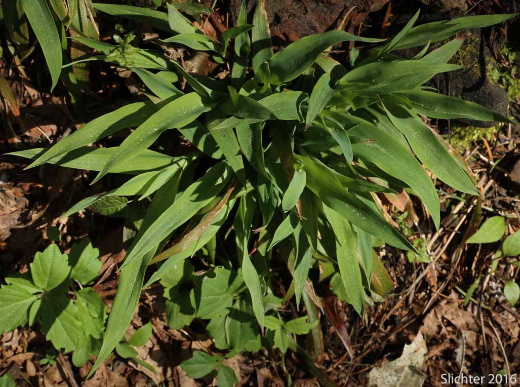 Smallflowered Woodrush, Small-flowered Woodrush: Luzula parviflora (Synonyms: Luzula divaricata, Luzula fastigiata, Luzula parviflora ssp. fastigiata, Luzula parviflora var. melanocarpa, Luzula parviflora ssp. melanocarpa, Luzula parviflora ssp. parviflora, Luzula parviflora var. parviflora)