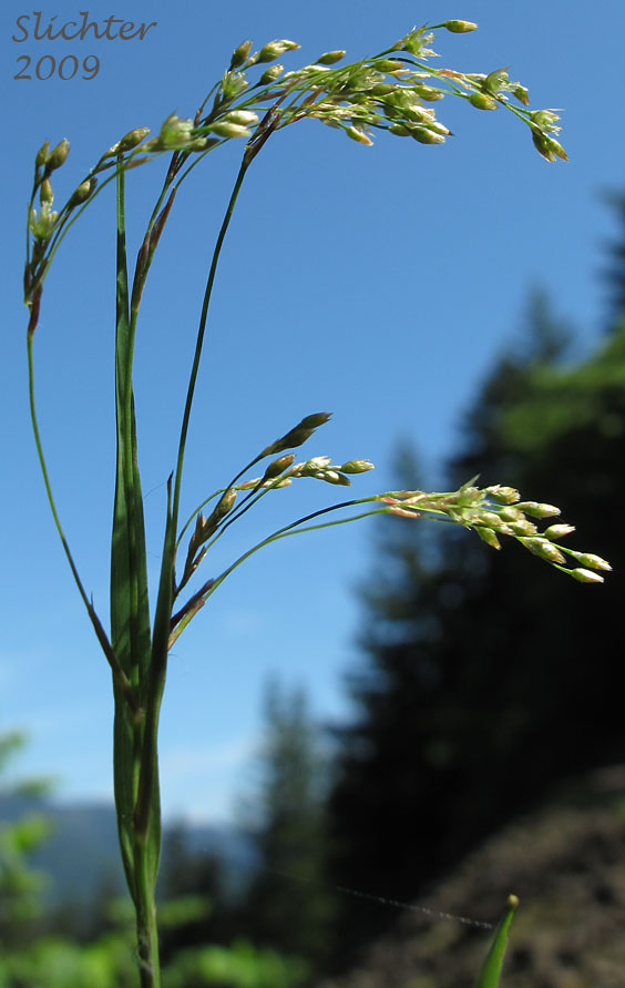 Inflorescence of Smallflowered Woodrush, Small-flowered Woodrush: Luzula parviflora (Synonyms: Luzula divaricata, Luzula fastigiata, Luzula parviflora ssp. fastigiata, Luzula parviflora var. melanocarpa, Luzula parviflora ssp. melanocarpa, Luzula parviflora ssp. parviflora, Luzula parviflora var. parviflora)