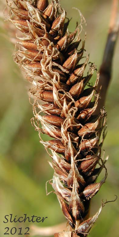 Lateral female spike of Columbia Sedge: Carex aperta (Synonym: Carex accedens)