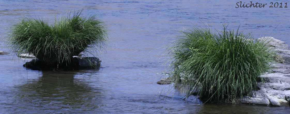 Water Sedge: Carex aquatilis var. aquatilis (Synonyms: Carex acutinella, Carex interimus, Carex pachystoma, Carex substricta, Carex suksdorfii, Carex variabilis)