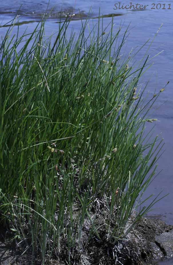 Water Sedge: Carex aquatilis var. aquatilis (Synonyms: Carex acutinella, Carex interimus, Carex pachystoma, Carex substricta, Carex suksdorfii, Carex variabilis)