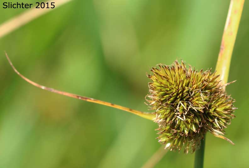 Slenderbeak Sedge, Slender-beak Sedge, Slender-beaked Sedge: Carex athrostachya (Synonym: Carex atherostachya (misspelled)