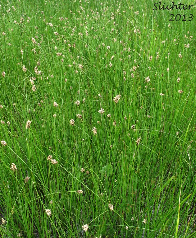Douglas' Sedge: Carex douglasii