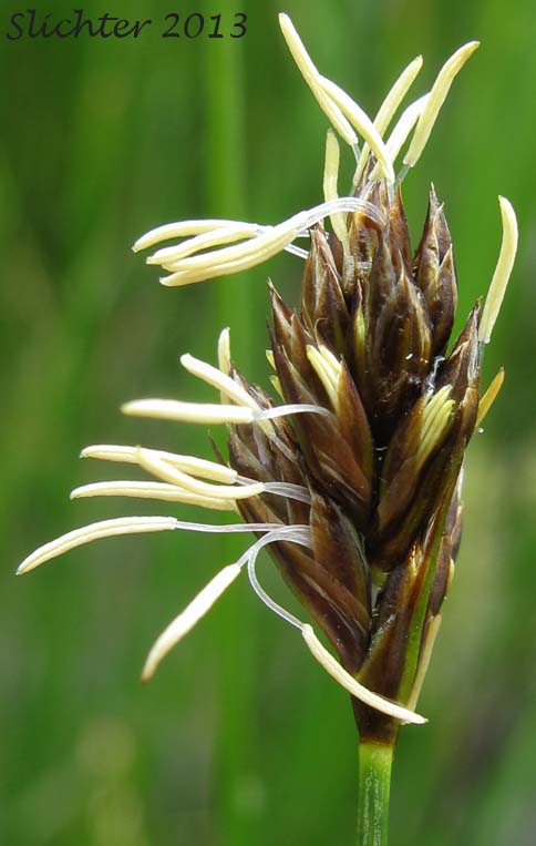 Male spike of Douglas' Sedge: Carex douglasii