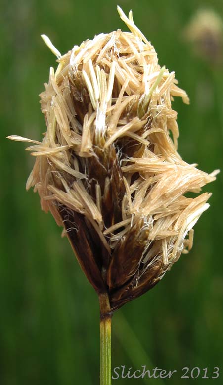 Male spike of Douglas' Sedge: Carex douglasii