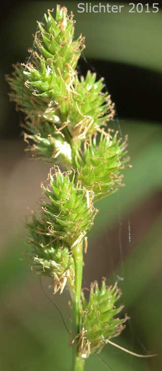 Inflorescence of Greensheathed Sedge, Green-sheath Sedge: Carex feta (Synonym: Carex straminea var. mixta)
