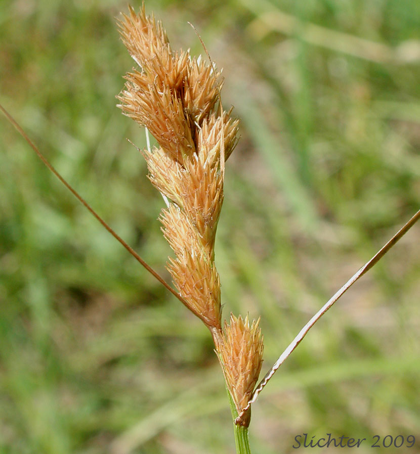 Inflorescence of Greensheathed Sedge, Green-sheath Sedge: Carex feta (Synonym: Carex straminea var. mixta)