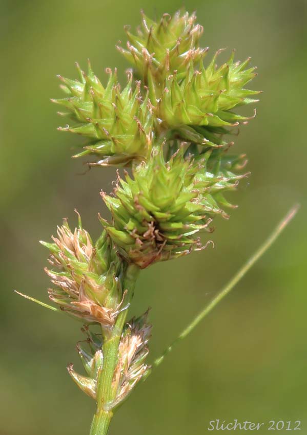 Greensheathed Sedge, Green-sheath Sedge: Carex feta (Synonym: Carex straminea var. mixta)