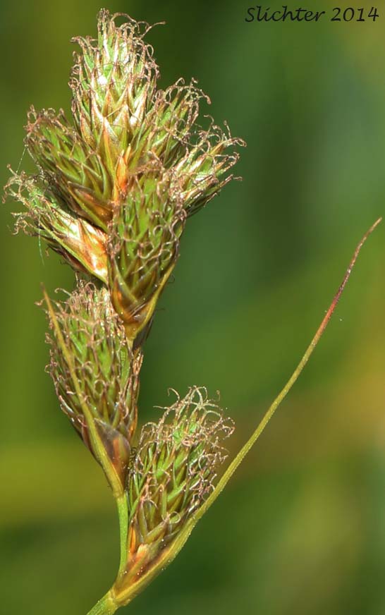 Greensheathed Sedge, Green-sheath Sedge: Carex feta (Synonym: Carex straminea var. mixta)