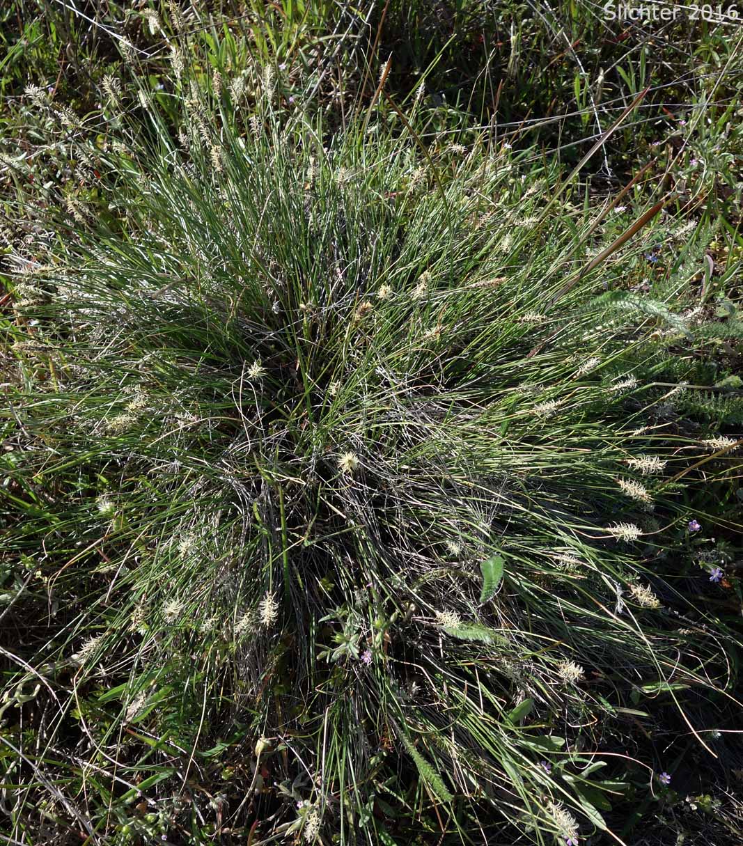 Threadleaf Sedge, Wool Grass: Carex filifolia var. filifolia (Synonyms: Carex elyniformis, Carex exserta, Carex filifolia, Carex filifolia var. erostrata)