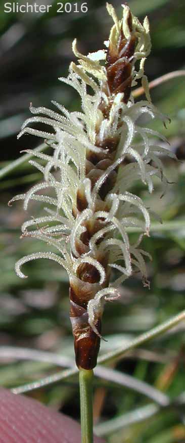 Threadleaf Sedge, Wool Grass: Carex filifolia var. filifolia (Synonyms: Carex elyniformis, Carex exserta, Carex filifolia, Carex filifolia var. erostrata)