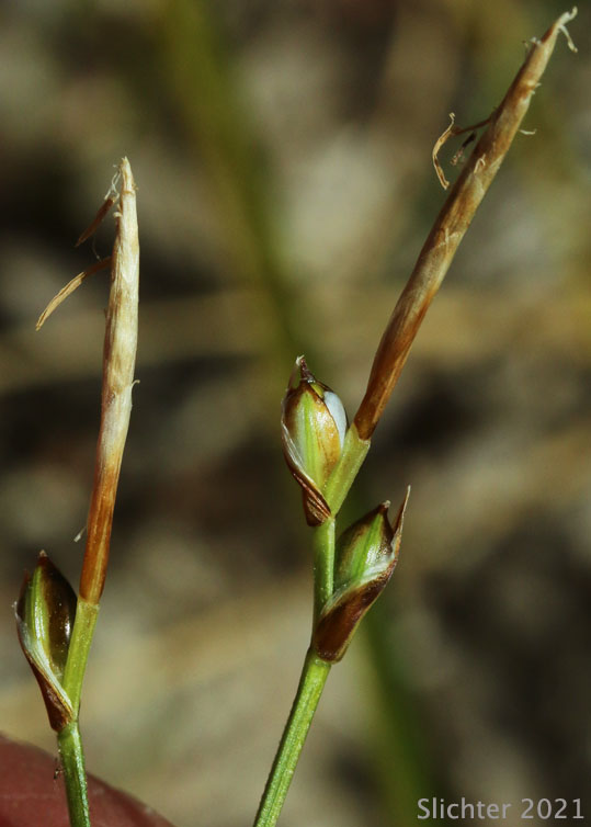 Inflorescence of Elk Sedge, Geyer's Sedge: Carex geyeri