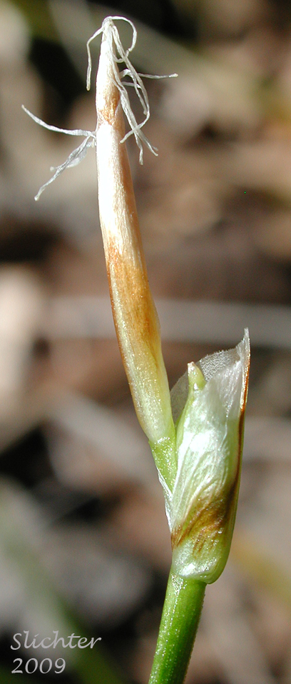 Elk Sedge, Geyer's Sedge: Carex geyeri
