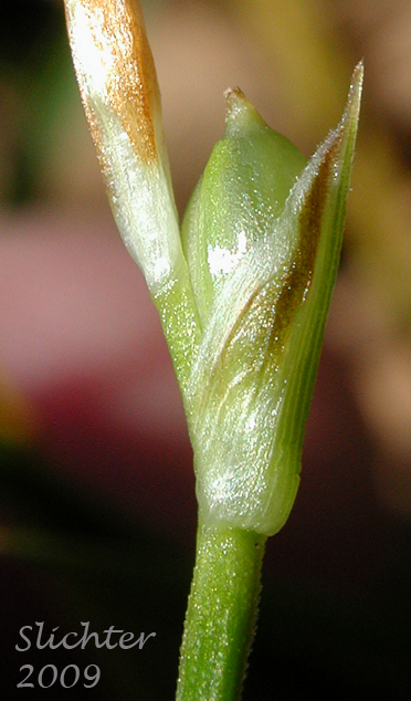 Elk Sedge, Geyer's Sedge: Carex geyeri