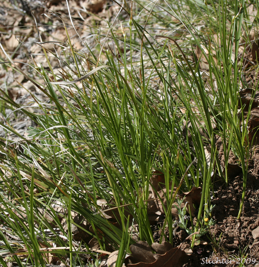 Elk Sedge, Geyer's Sedge: Carex geyeri