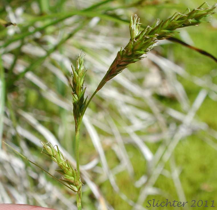 Inflorescence of Weak-veined Sedge: Carex infirminervia (Synonyms: Carex bolanderi ssp. infirminerivia, Carex deweyana)