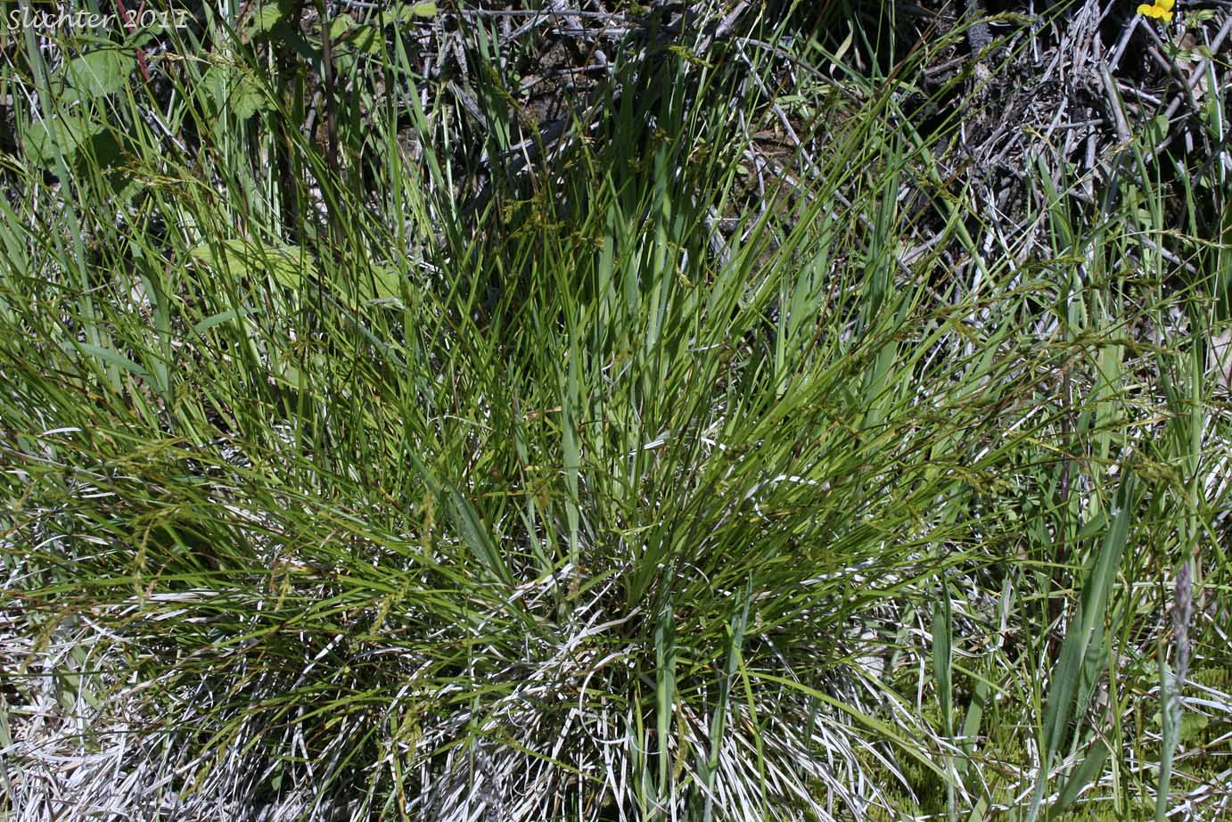 Weak-veined Sedge: Carex infirminervia (Synonyms: Carex bolanderi ssp. infirminerivia, Carex deweyana)