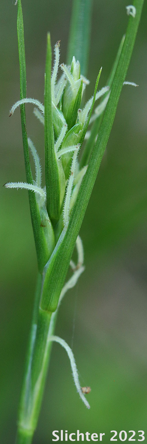 Long-rhizome Sedge, Long-stolon Sedge: Carex inops ssp. inops (Synonyms: Carex pensylvanica var. vespertina, Carex verecunda, Carex vespertina)
