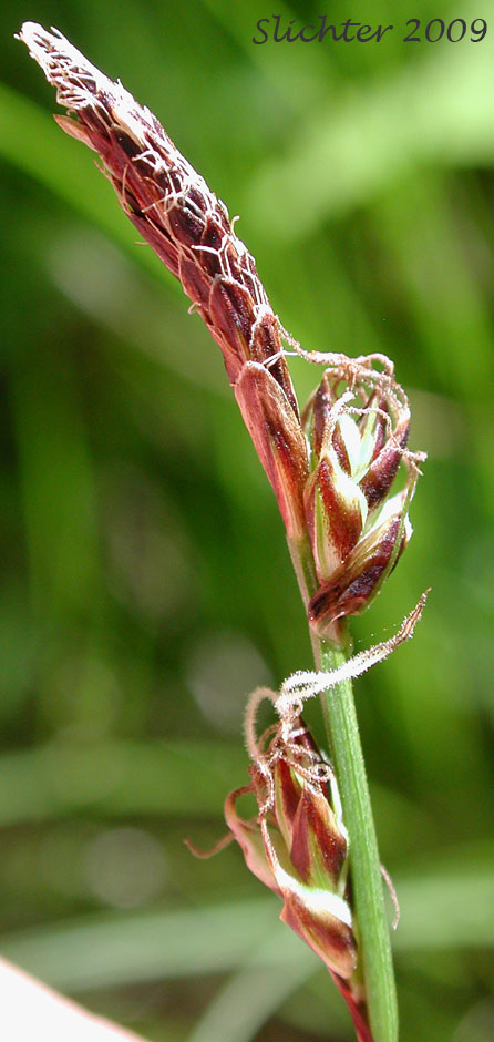 Long-rhizome Sedge, Long-stolon Sedge: Carex inops ssp. inops (Synonyms: Carex pensylvanica var. vespertina, Carex verecunda, Carex vespertina)