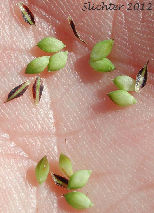 Close-up of the perigynia of Kellogg's Sedge, Lakeshore Sedge: Carex lenticularis var. lipocarpa (Synonyms: Carex kelloggii, Carex lenticularis var. lenticularis, Carex lenticularis var. pallida)