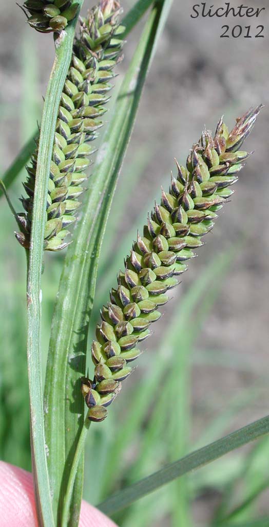 Lateral female spikes of Kellogg's Sedge, Lakeshore Sedge: Carex lenticularis var. lipocarpa (Synonyms: Carex kelloggii, Carex lenticularis var. lenticularis, Carex lenticularis var. pallida)