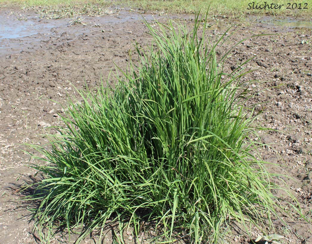 Kellogg's Sedge, Lakeshore Sedge: Carex lenticularis var. lipocarpa (Synonyms: Carex kelloggii, Carex lenticularis var. lenticularis, Carex lenticularis var. pallida)