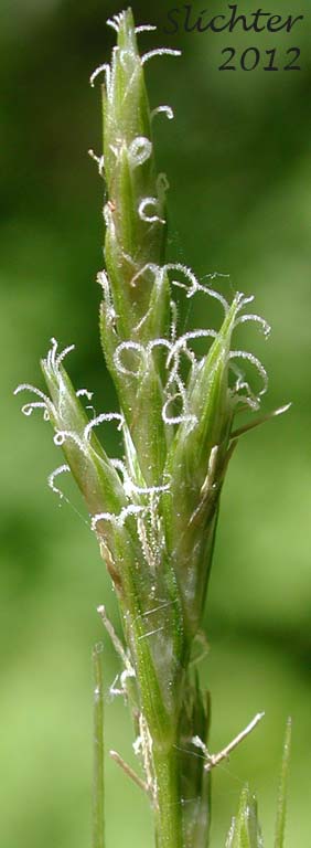 Close-up of several spikelets of Dewey's Sedge, Taperfruit Shortscale Sedge: Carex leptopoda (Synonyms: Carex deweyana, Carex deweyana ssp. leptopoda, Carex deweyana var. leptopoda)