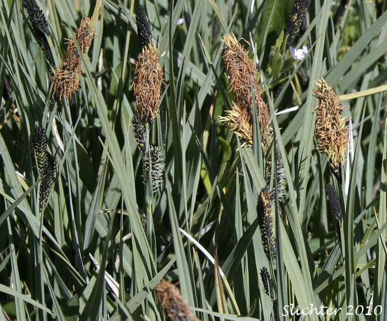 Nebraska Sedge: Carex nebrascensis (Synonyms: Carex jamesii, Carex nebrascensis var. eruciformis, Carex nebrascensis var. praevia, Carex nebrascensis var. ultriformis, Carex nebraskensis)