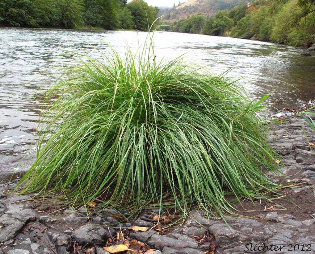 Naked Sedge, Torrent Sedge: Carex nudata (Synonyms: Carex acutina, Carex bishallii, Carex hallii, Carex nudata var. anomala, Carex suborbiculata, Carex tenacissima)
