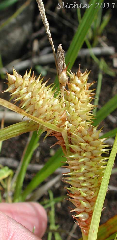 Close-up of the inflorescence of Knot-sheath Sedge, Retrorse Sedge: Carex retrorsa
