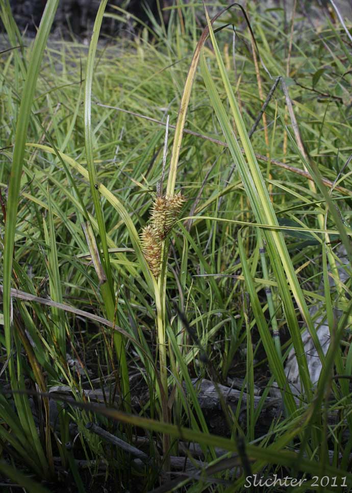 Knot-sheath Sedge, Retrorse Sedge: Carex retrorsa