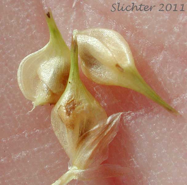 Perigynia of Knot-sheath Sedge, Retrorse Sedge: Carex retrorsa