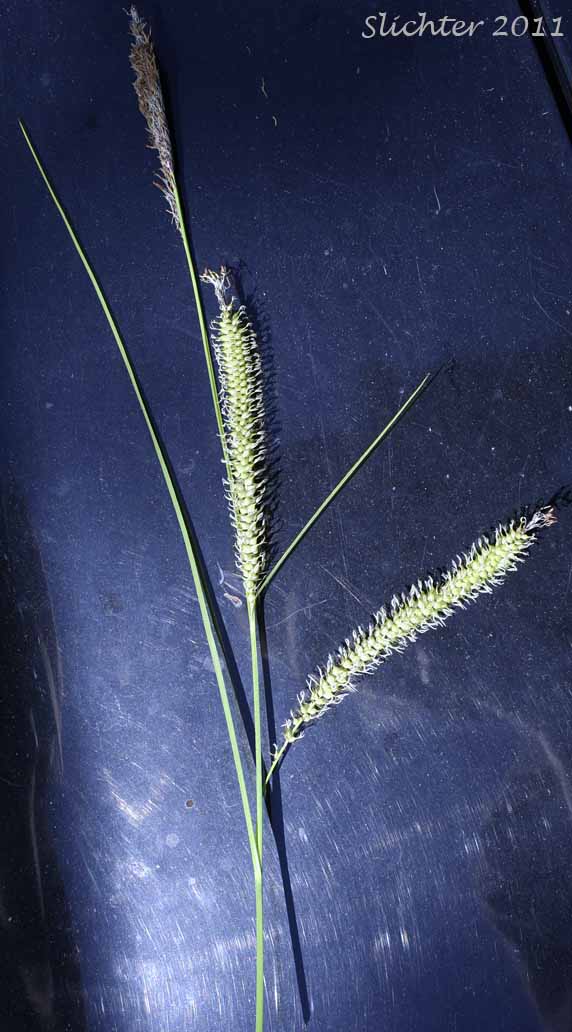Inflorescence of Beaked Sedge, Bladder Sedge, Inflated Sedge, Northwest Territory Sedge, Shore Sedge, Southern Beaked Sedge: Carex utriculata (Synonyms: Carex inflata var. utriculata, Carex laevirostris, Carex rhynchophysa, Carex rostrata, Carex rostrata var. utriculata)