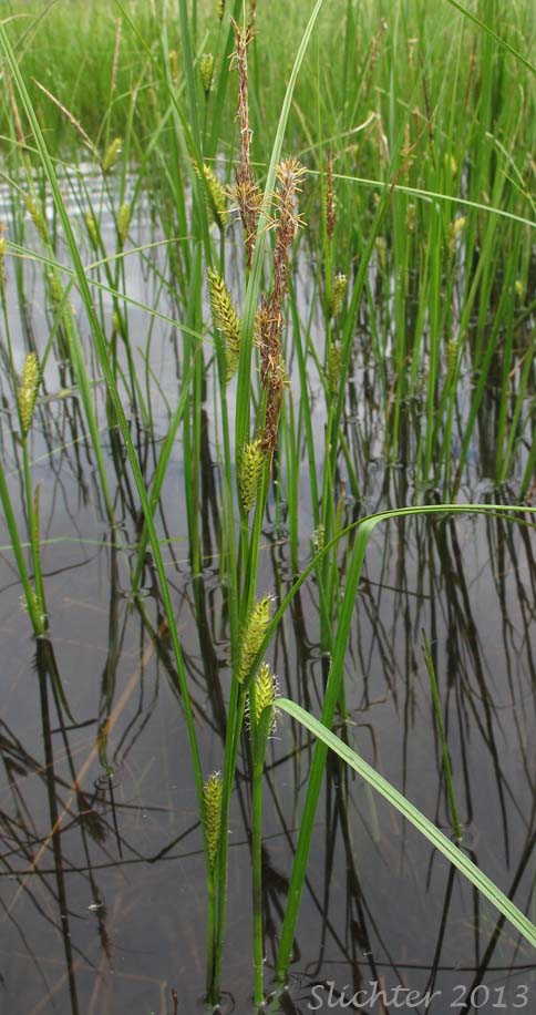 Blister Sedge, Small Inflated Sedge, Inflated Sedge: Carex vesicaria var. vesicaria (Synonyms: Carex inflata, Carex vesicaria)