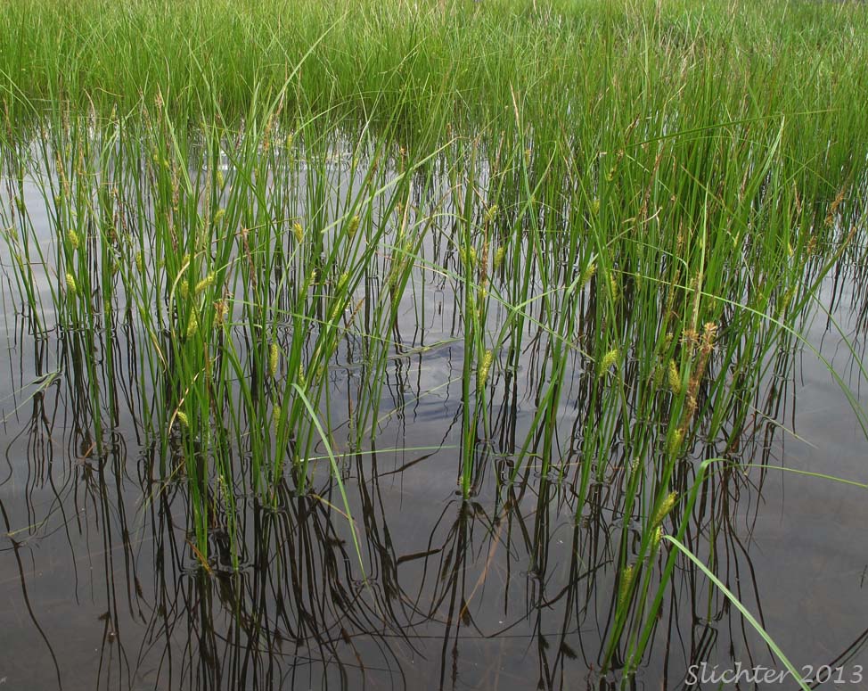 Blister Sedge, Small Inflated Sedge, Inflated Sedge: Carex vesicaria var. vesicaria (Synonyms: Carex inflata, Carex vesicaria)