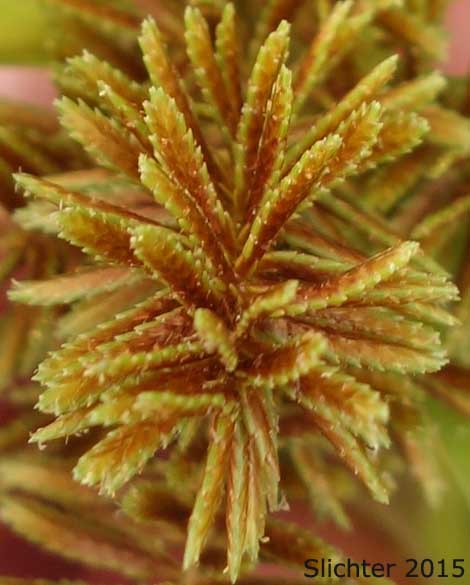 Redroot Flatsedge, Red-root Flatsedge, Red-rooted Flatsedge: Cyperus erythrorhizos (Synonyms: Cyperus cupreus, Cyperus erythrorhizos var. cupreus, Cyperus halei, Cyperus occidentalis, Cyperus washingtonensis)Redroot Flatsedge, Red-root Flatsedge, Red-rooted Flatsedge: Cyperus erythrorhizos (Synonyms: Cyperus cupreus, Cyperus erythrorhizos var. cupreus, Cyperus halei, Cyperus occidentalis, Cyperus washingtonensis)