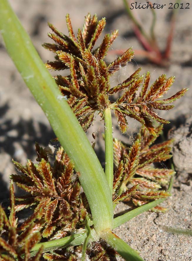 Redroot Flatsedge, Red-root Flatsedge, Red-rooted Flatsedge: Cyperus erythrorhizos (Synonyms: Cyperus cupreus, Cyperus erythrorhizos var. cupreus, Cyperus halei, Cyperus occidentalis, Cyperus washingtonensis)