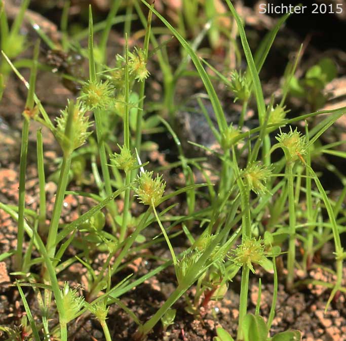 Awned Flatsedge, Bearded Flatsedge: Cyperus squarrosus (Synonyms: Chlorocyperus inflexus, Cyperus aristatus, Cyperus aristatus var. runyonii, Cyperus inflexus, Dichostylis aristata, Mariscus squarrosus)