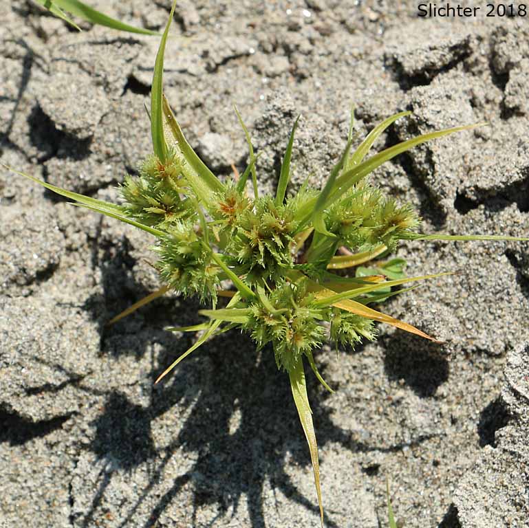 Awned Flatsedge, Bearded Flatsedge: Cyperus squarrosus (Synonyms: Chlorocyperus inflexus, Cyperus aristatus, Cyperus aristatus var. runyonii, Cyperus inflexus, Dichostylis aristata, Mariscus squarrosus)