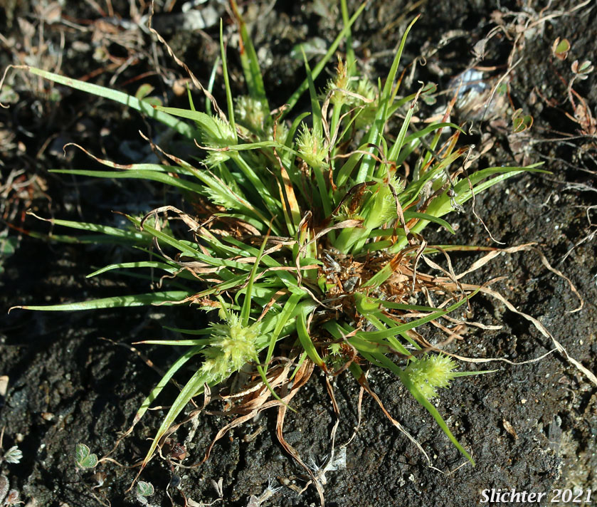 Awned Flatsedge, Bearded Flatsedge: Cyperus squarrosus (Synonyms: Chlorocyperus inflexus, Cyperus aristatus, Cyperus aristatus var. runyonii, Cyperus inflexus, Dichostylis aristata, Mariscus squarrosus)