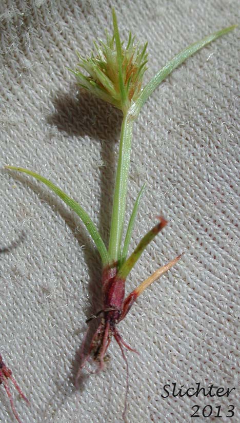 Awned Flatsedge, Bearded Flatsedge: Cyperus squarrosus (Synonyms: Chlorocyperus inflexus, Cyperus aristatus, Cyperus aristatus var. runyonii, Cyperus inflexus, Dichostylis aristata, Mariscus squarrosus)